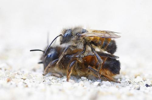 Réf. 202 804 : Osmia bicornis